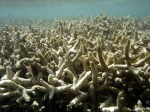 Coral bleaching off Reunion Island in the Indian Ocean. I